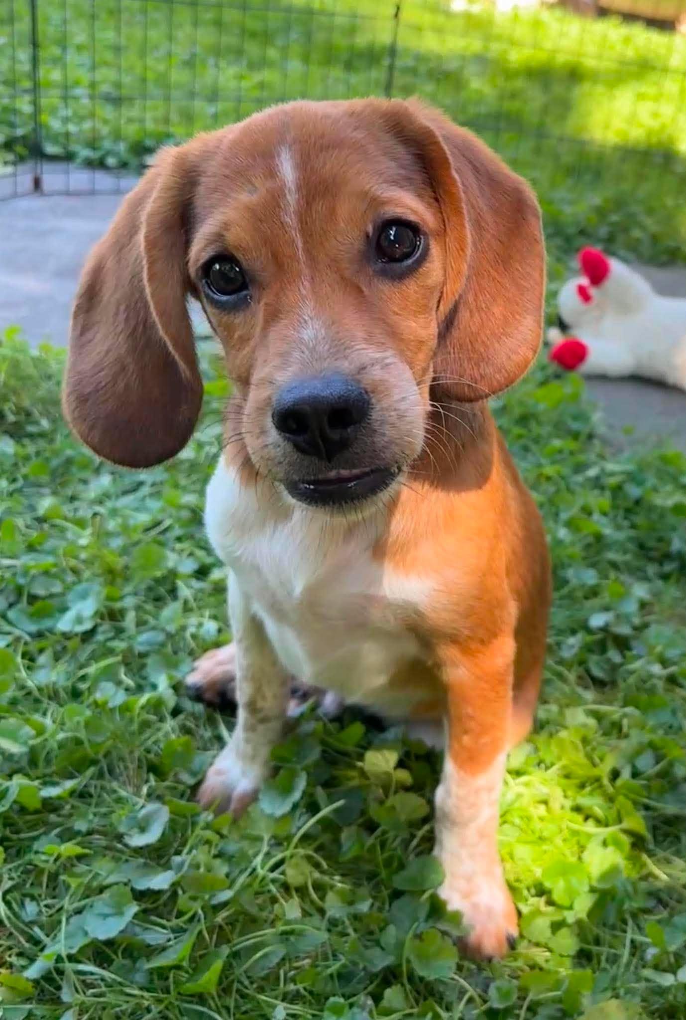 Henry, an adopted mixed breed in Rochester, NY image 5/6