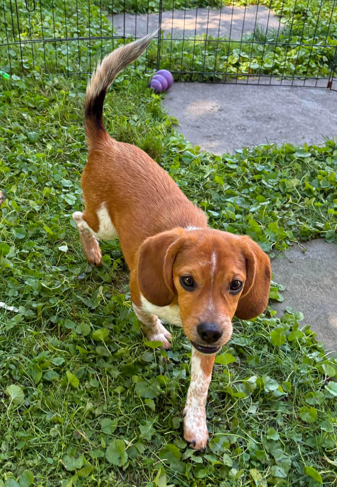 Henry, an adopted mixed breed in Rochester, NY image 4/6