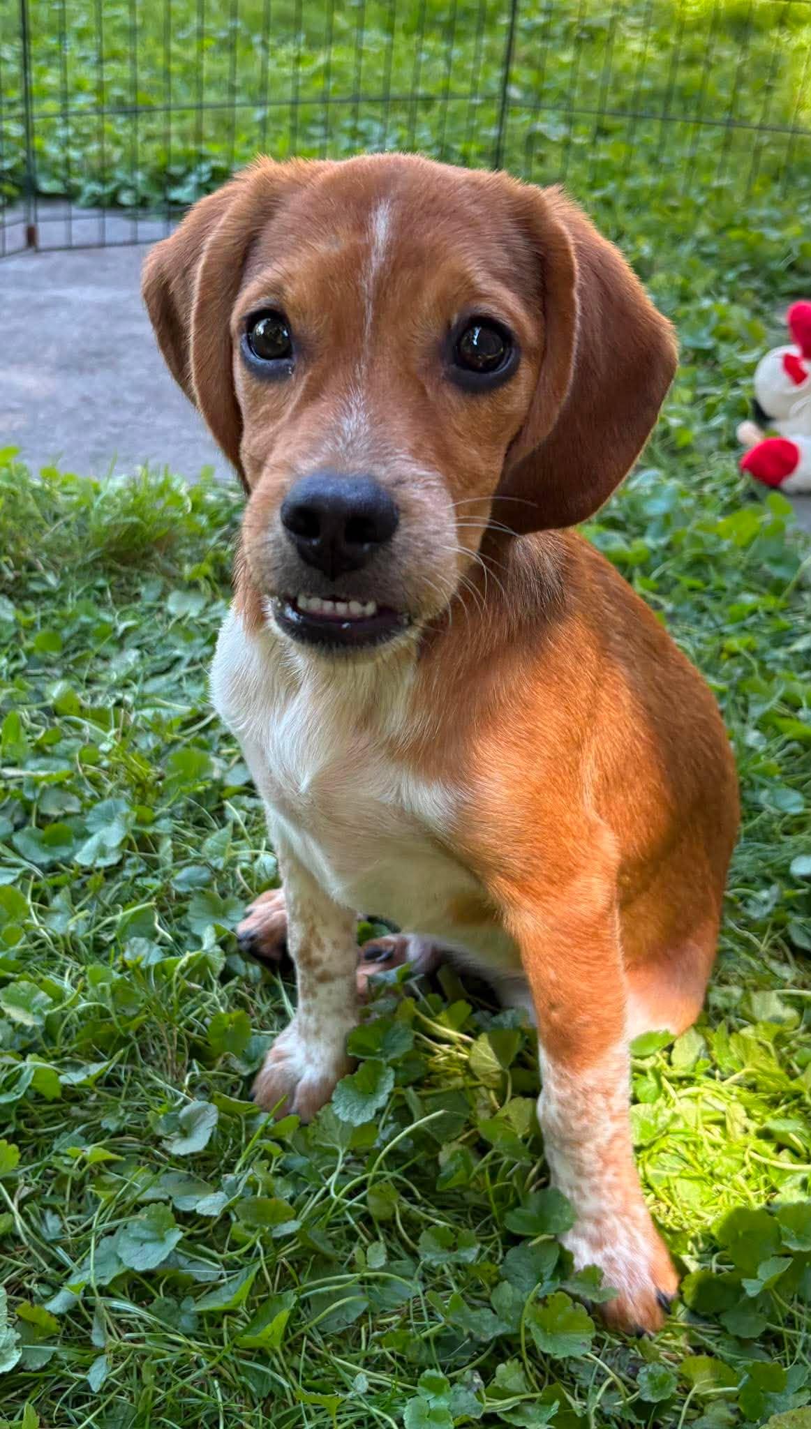 Henry, an adopted mixed breed in Rochester, NY image 2/6