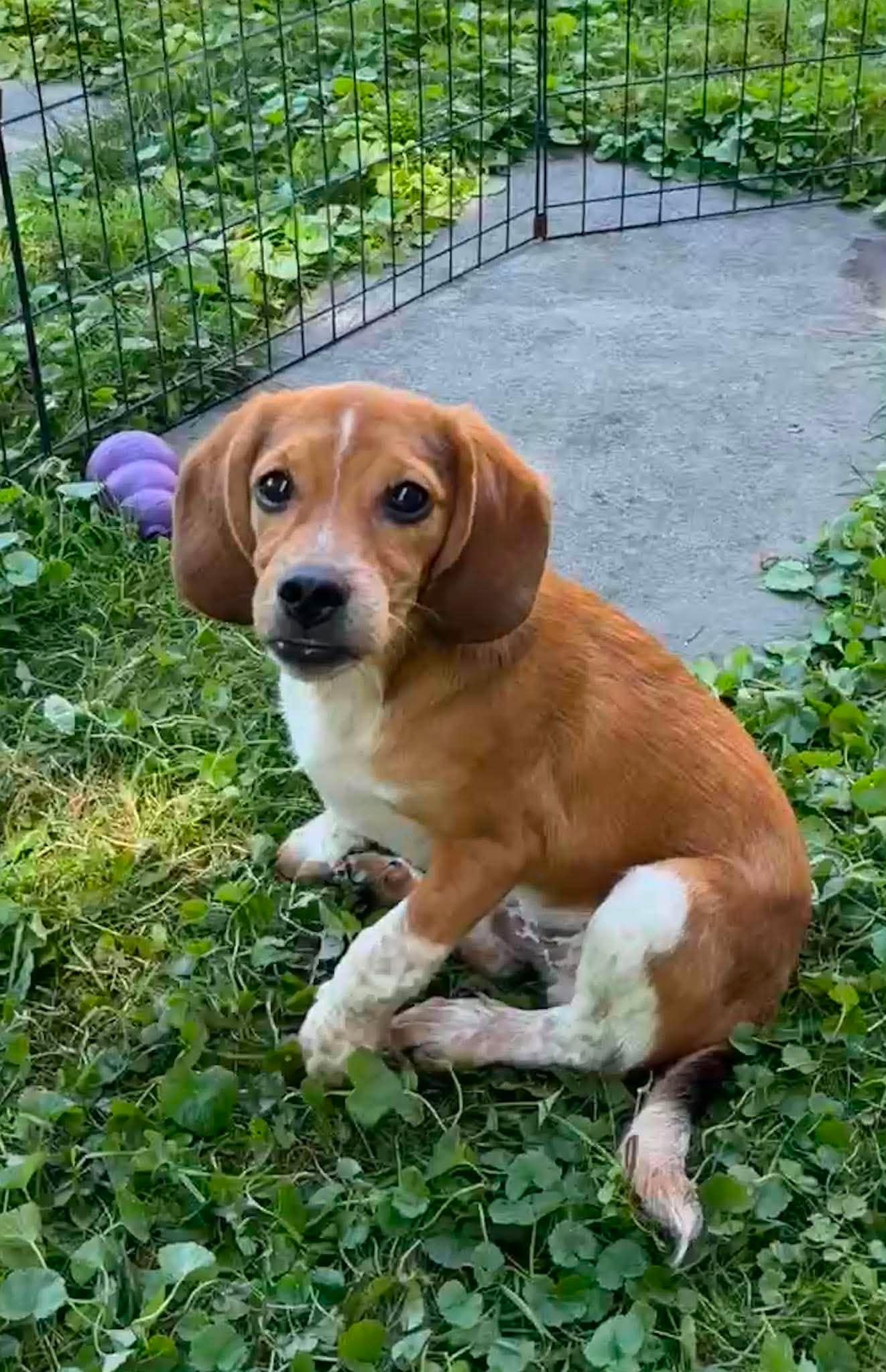 Henry, an adopted mixed breed in Rochester, NY image 3/6