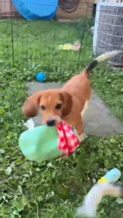 Enlarge Henry, an adopted mixed breed in Rochester, NY video 6/6