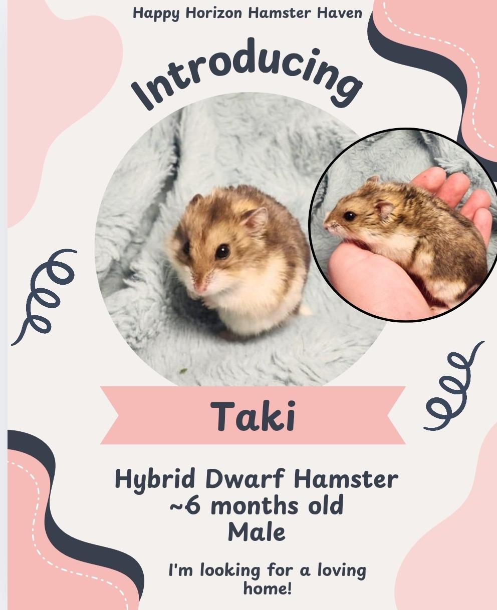 Enlarge Taki, an adopted Hamster in West Chester, OH image 1/1