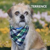 Terrence, Adoptable, Adult Male Brussels Griffon & Pug.
