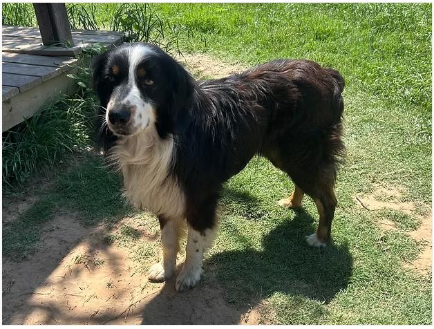 Kolt, ADOPTABLE, Adult Male Australian Shepherd.