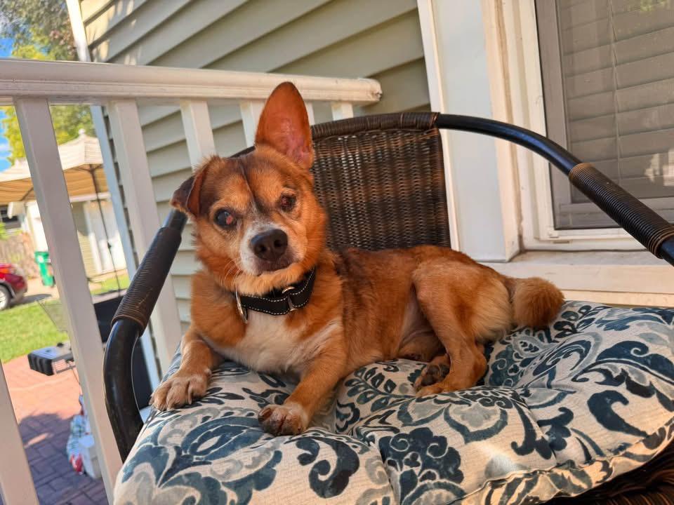 Enlarge Mori, a Adopted Terrier in Charlotte, MI image 1/1