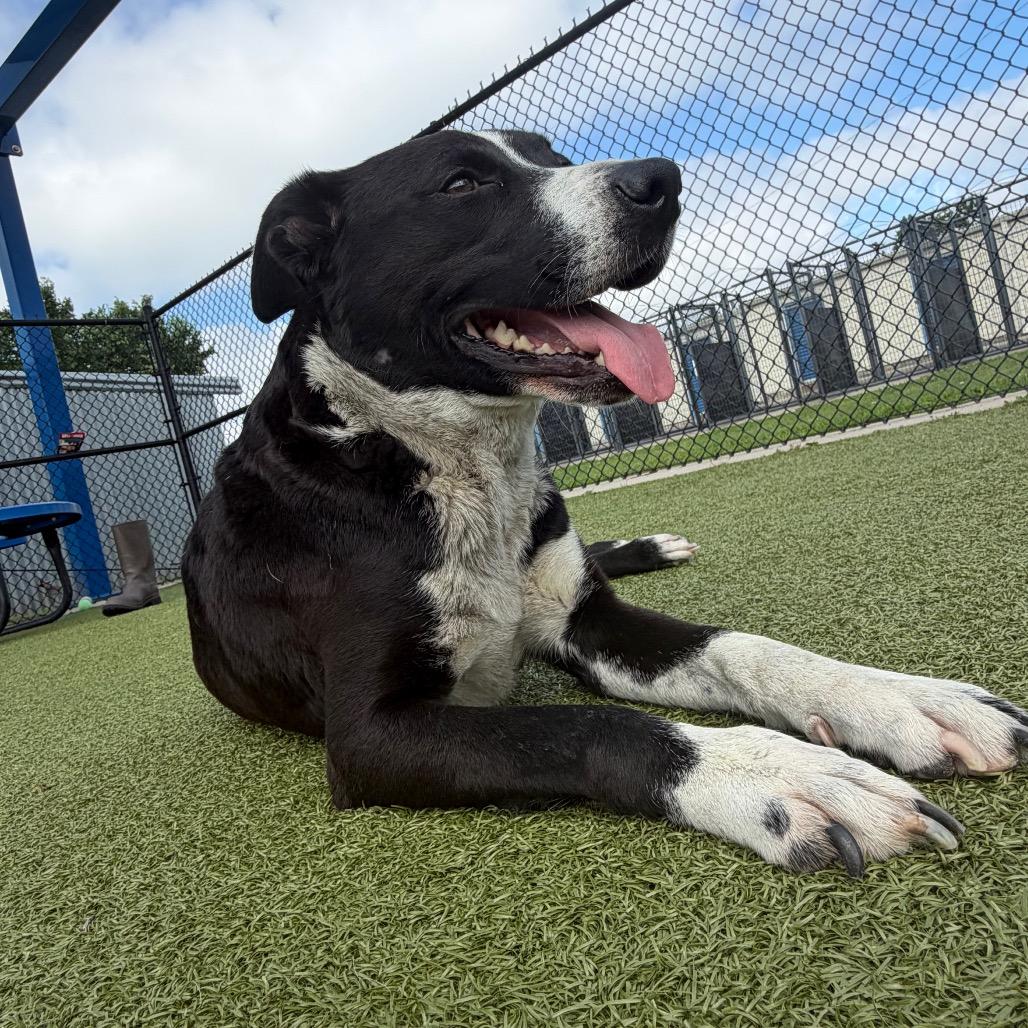 Mama Mia, Adoptable, Adult Female Border Collie & Mixed Breed.