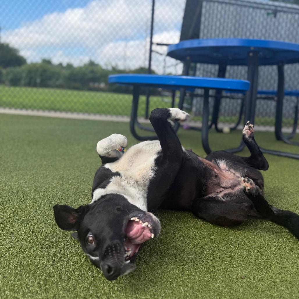 Enlarge Mama Mia, a Adoptable mixed breed in Bryan, TX image 2/6