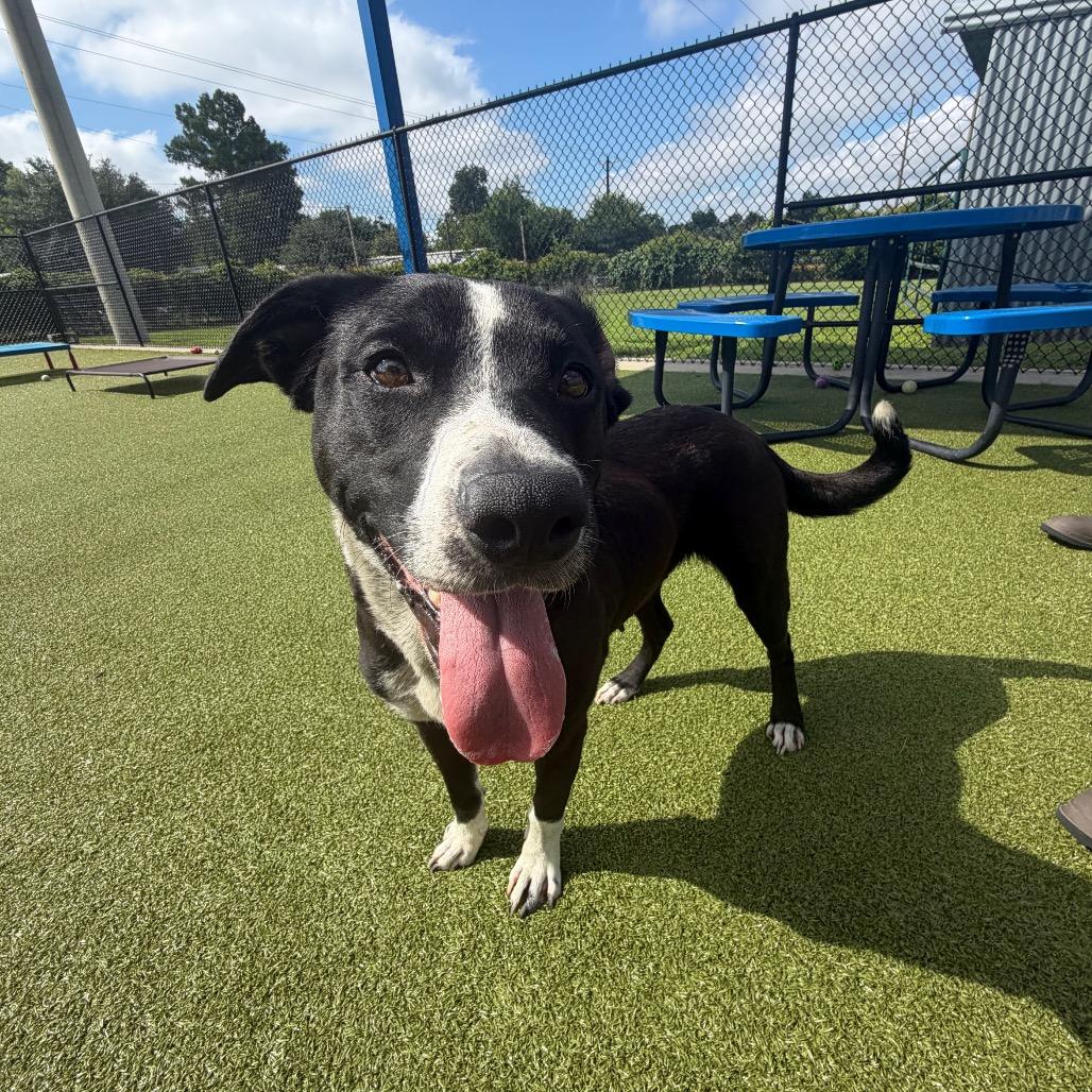 Enlarge Mama Mia, a Adoptable mixed breed in Bryan, TX image 4/6