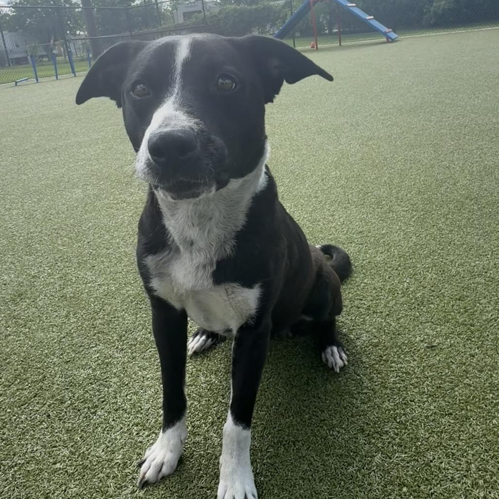 Enlarge Mama Mia, a Adoptable mixed breed in Bryan, TX image 5/6