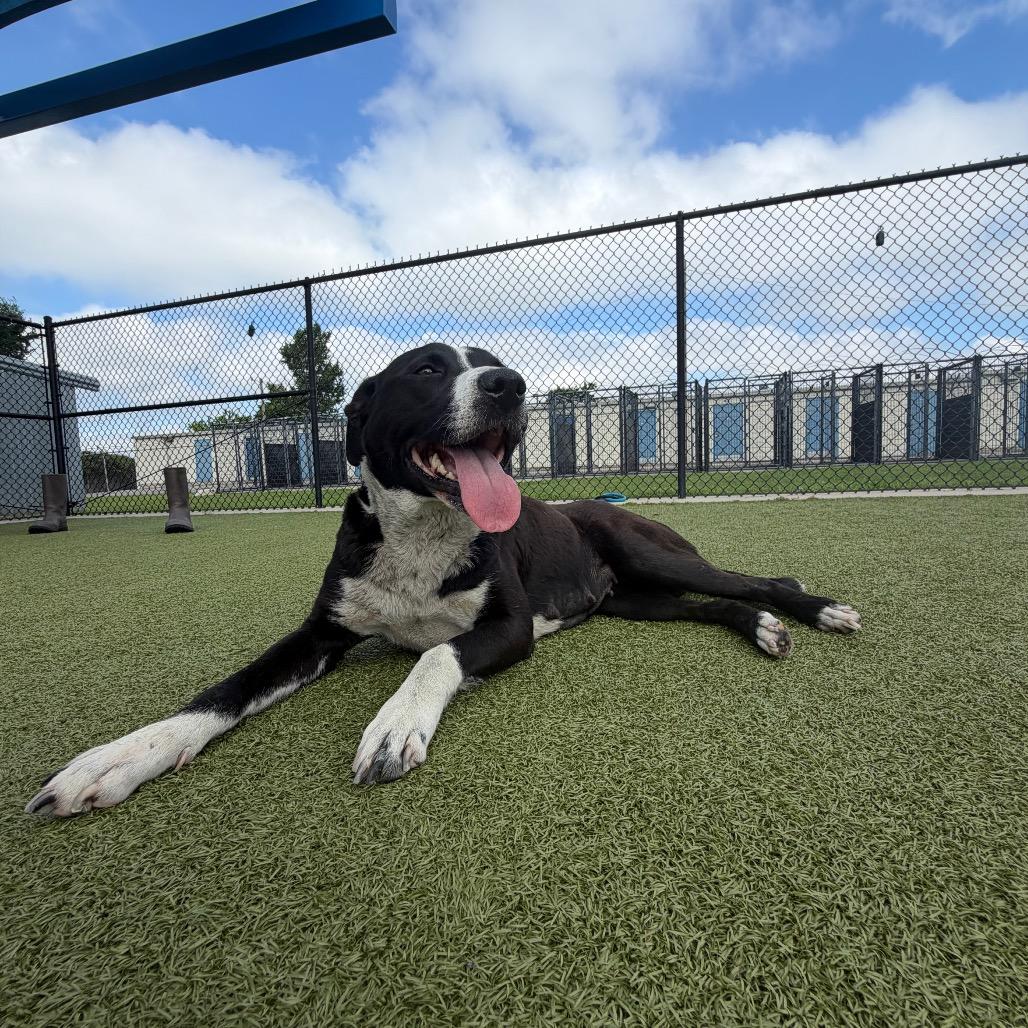 Enlarge Mama Mia, a Adoptable mixed breed in Bryan, TX image 6/6