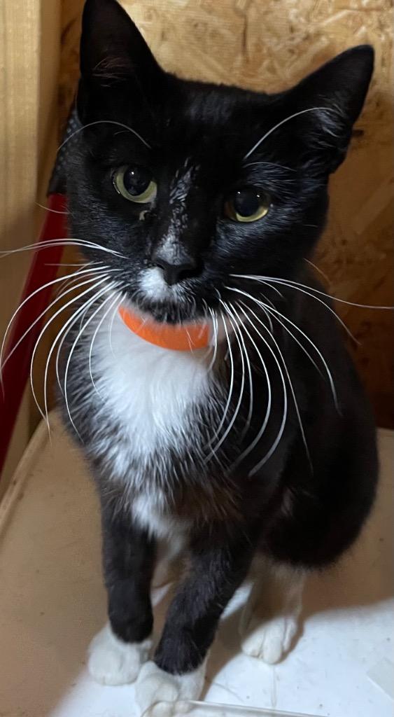 Enlarge Zelda, a Adoptable mixed breed in Dalton, GA image 1/2