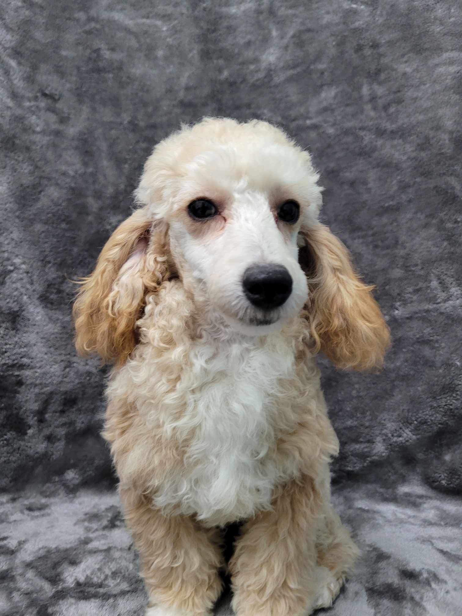 Harrison thumbnail 2