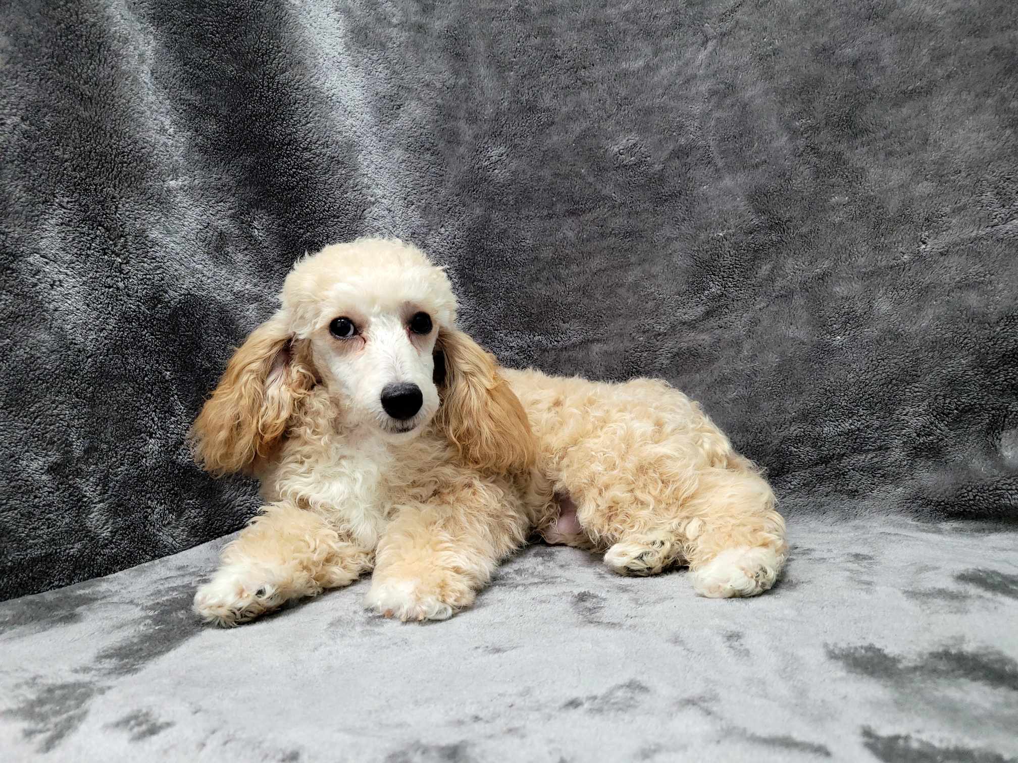 Harrison thumbnail 3