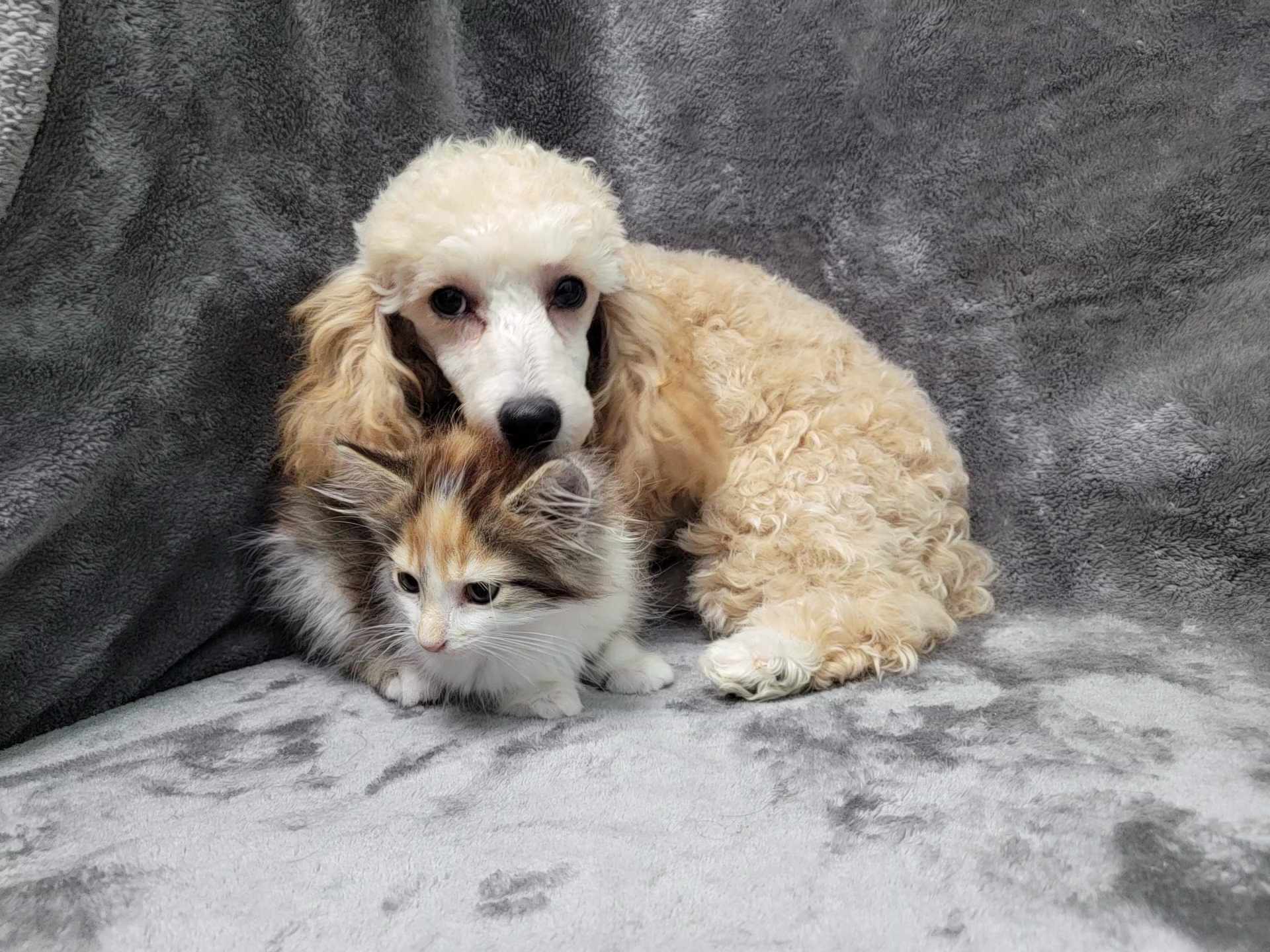 Harrison thumbnail 4