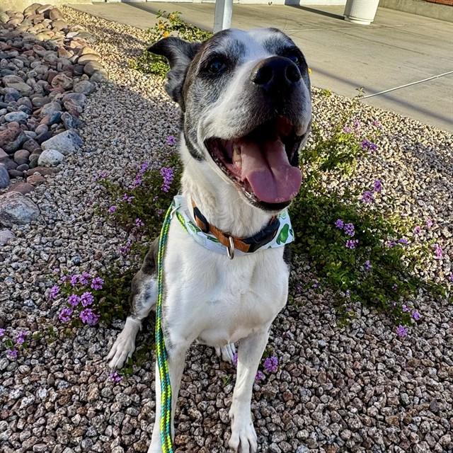 CHIBBS, Adoptable, Adult Male Boxer.