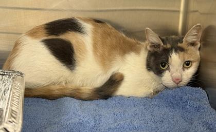 Enlarge Olive, a Adoptable mixed breed in Independence, MO image 1/1
