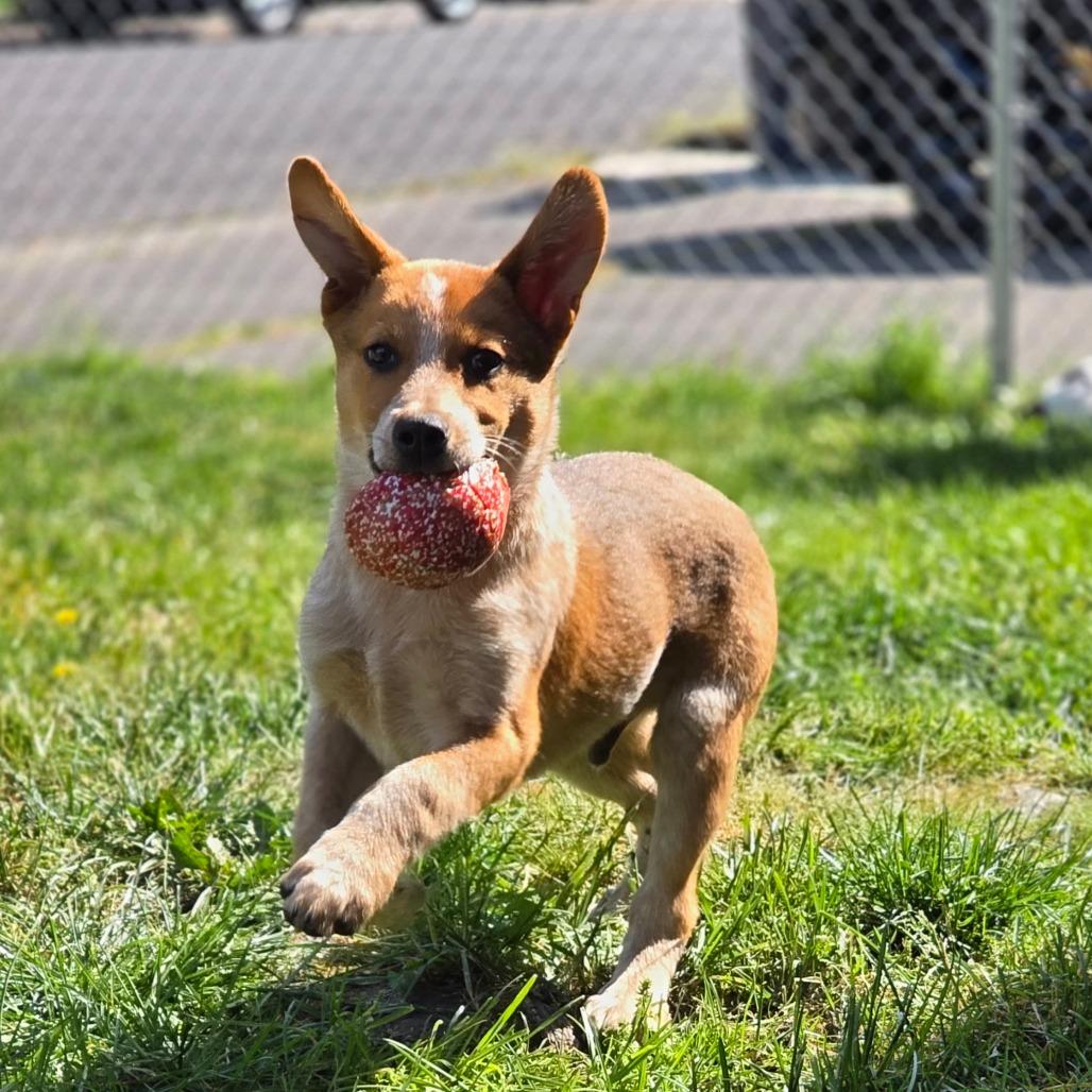 Enlarge Atlas, a Adoptable mixed breed in Klamath Falls, OR image 1/1