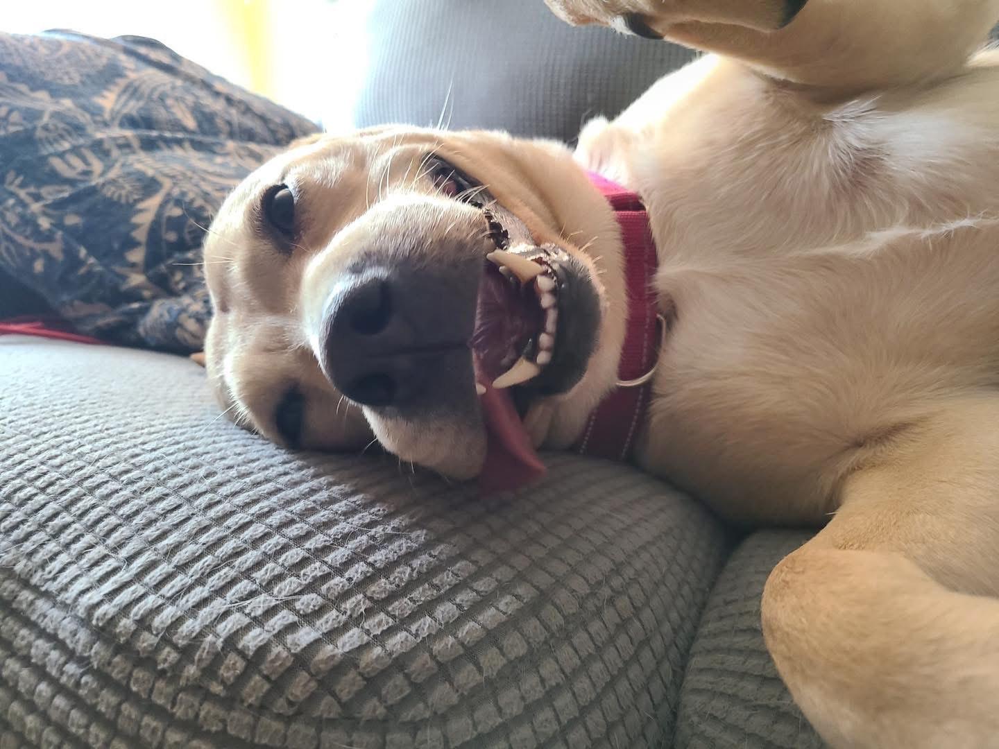 Peaches, Adoptable, Adult Female Mixed Breed.