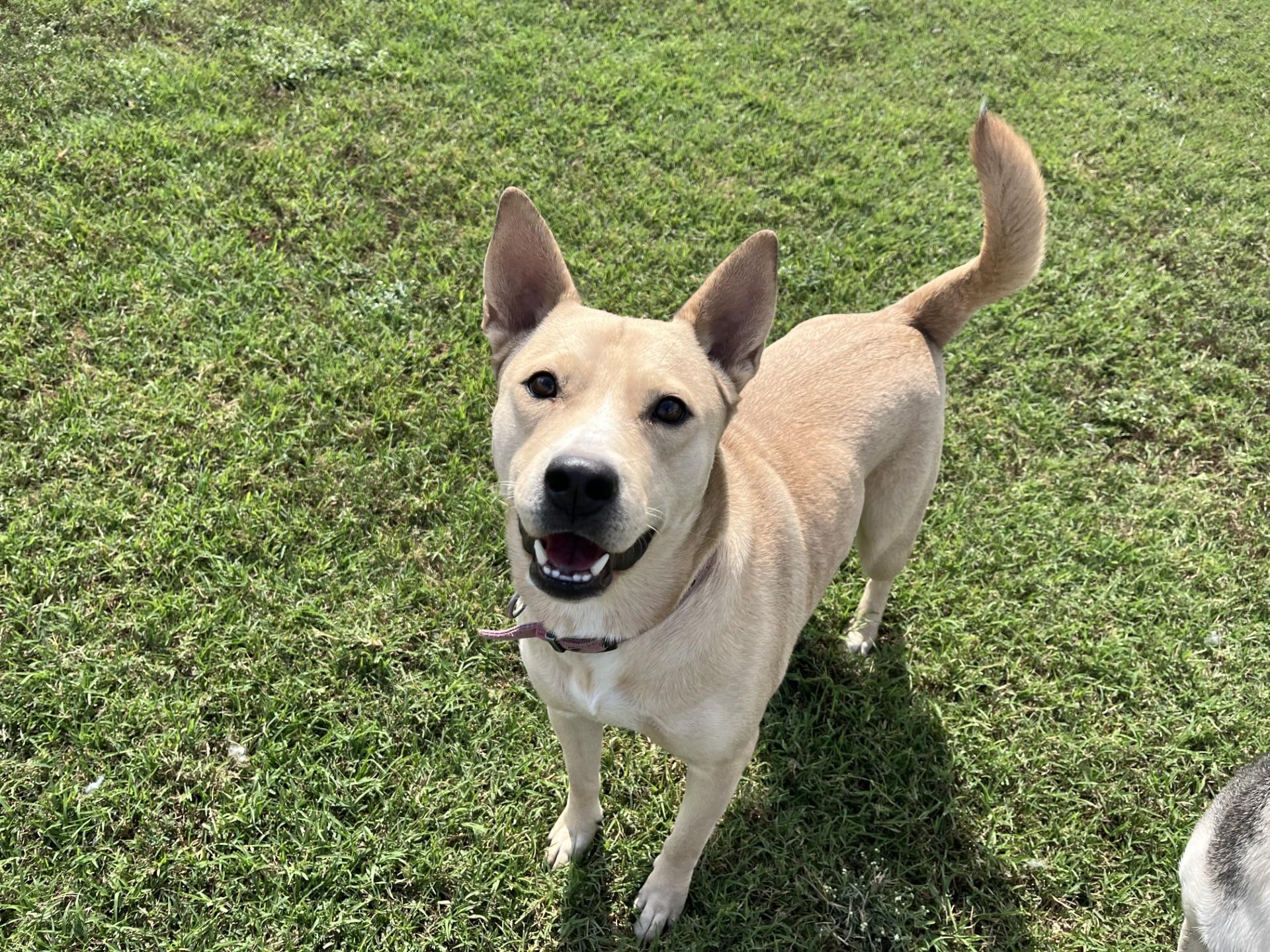 Enlarge Peaches, a Adoptable Mixed Breed in Chickasha, OK image 3/4