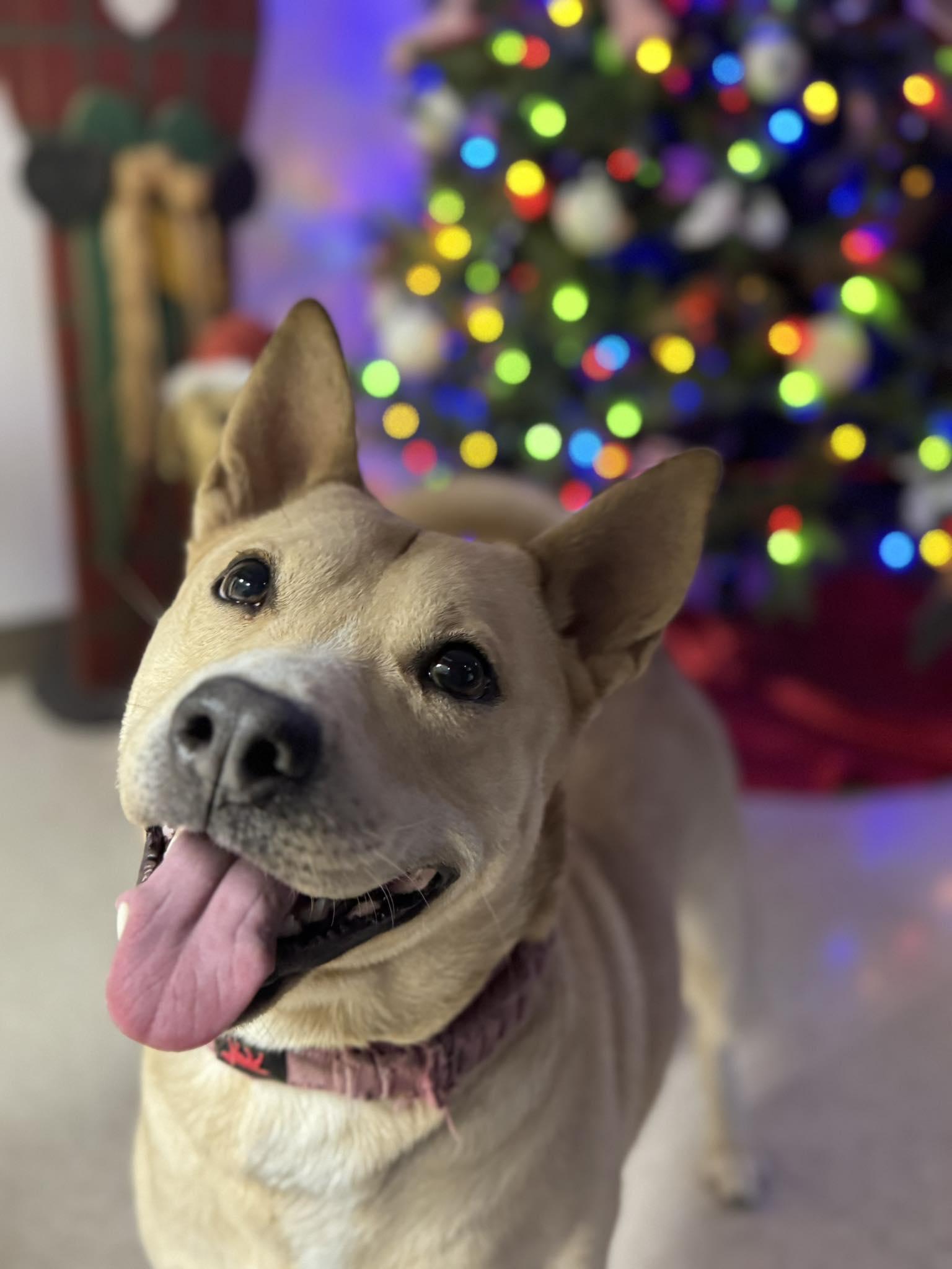 Enlarge Peaches, a Adoptable Mixed Breed in Chickasha, OK image 2/4