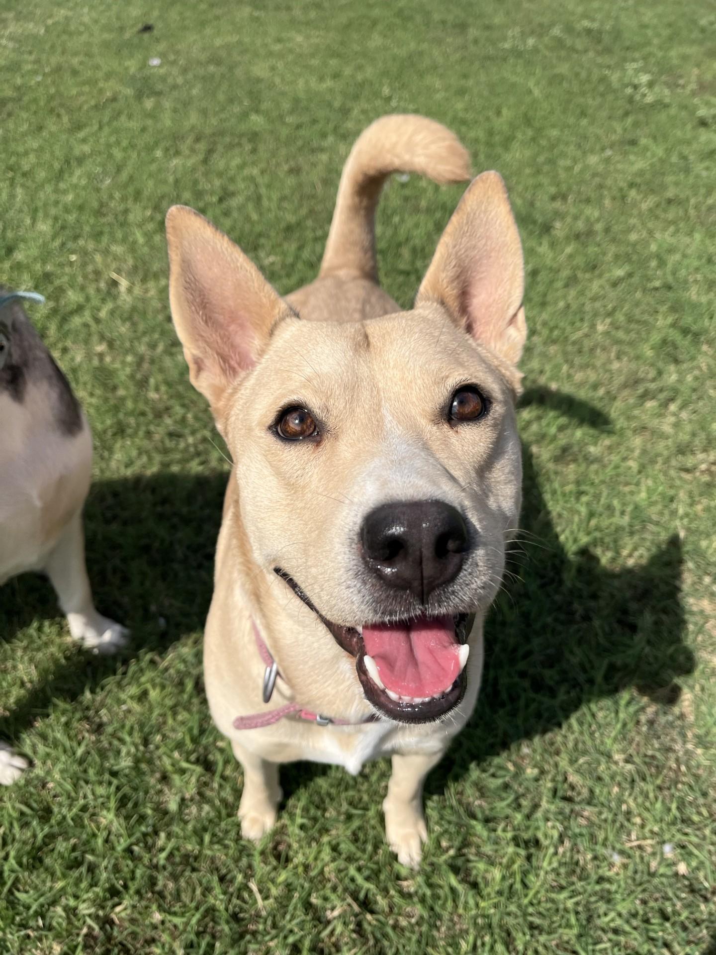 Peaches, Adoptable, Adult Female Mixed Breed.