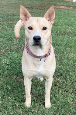 Enlarge Peaches, a Adoptable Mixed Breed in Chickasha, OK image 4/4