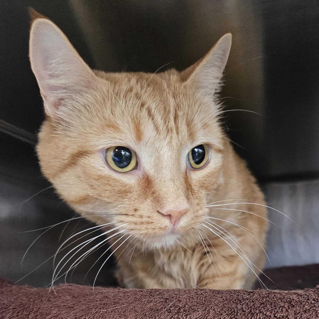 Cheddar, Adoptable, Adult Female Domestic Short Hair.