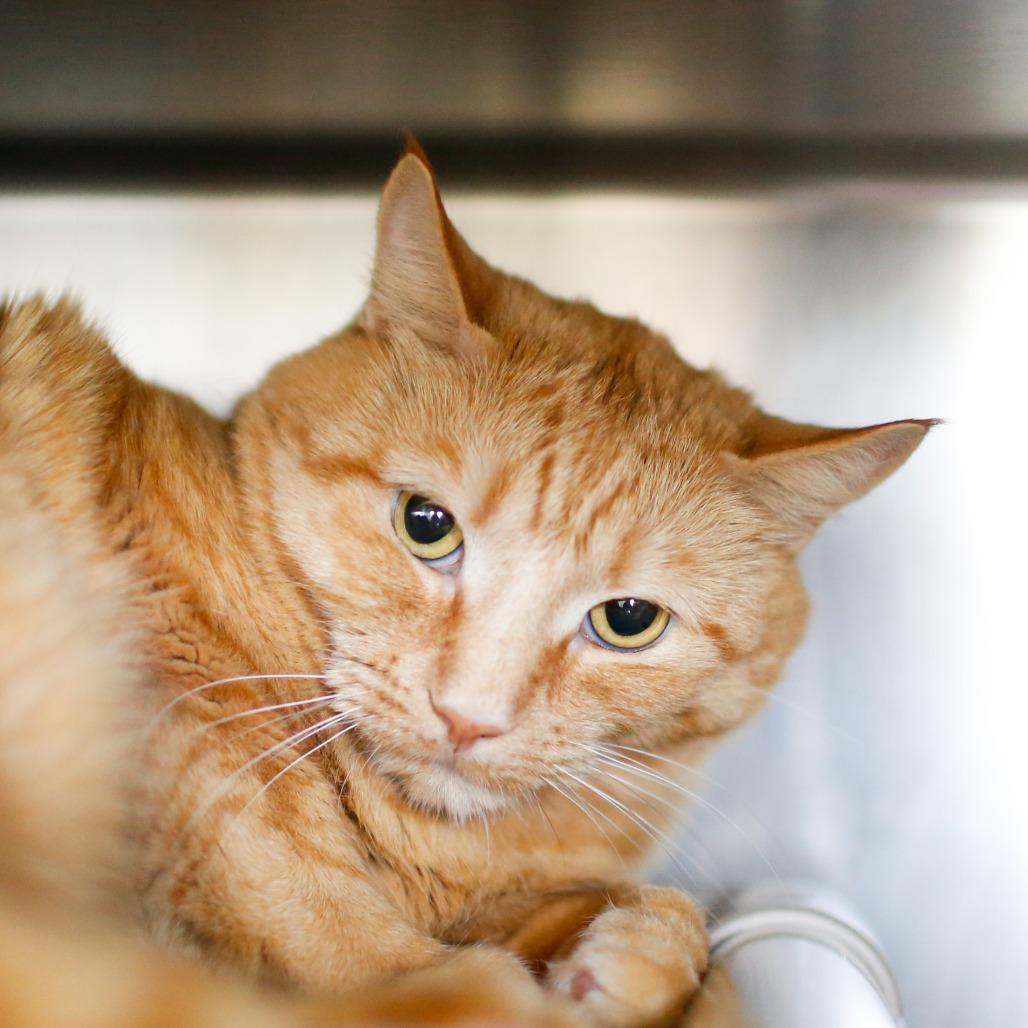 Enlarge Cheddar, a Adoptable Domestic Short Hair in Dover, NH image 2/4