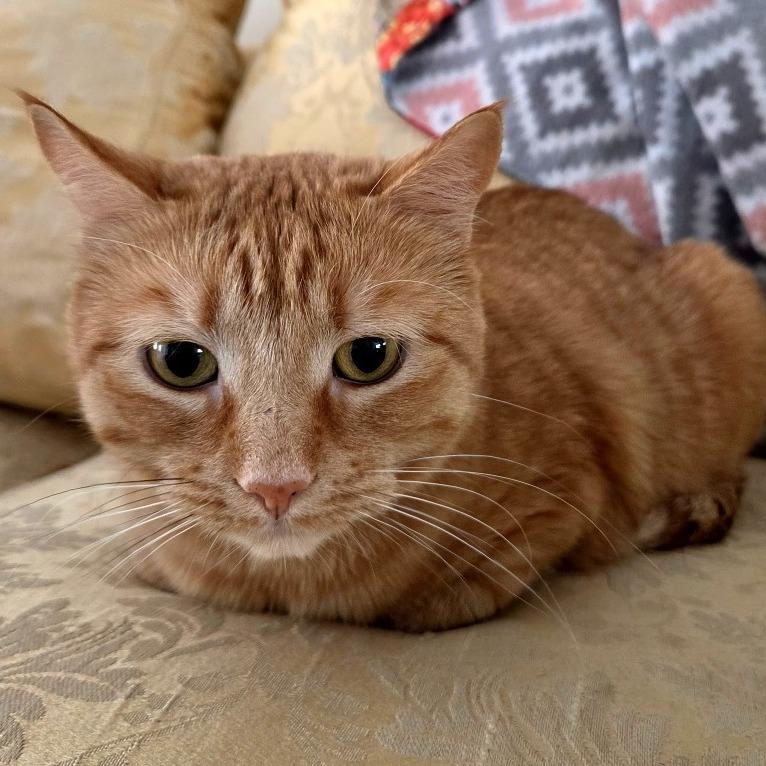 Enlarge Cheddar, a Adoptable Domestic Short Hair in Dover, NH image 3/4