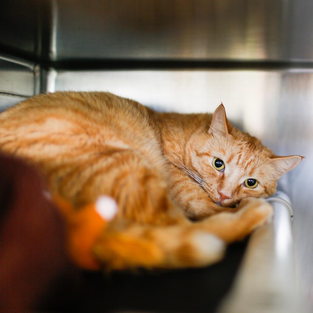Enlarge Cheddar, a Adoptable Domestic Short Hair in Dover, NH image 4/4