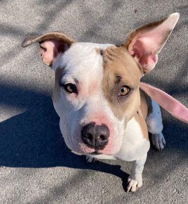 Phoebe, ADOPTABLE, Young Female Terrier.