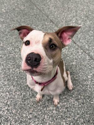 Enlarge Phoebe, a ADOPTABLE Terrier in Williamsport, PA image 3/3