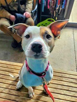 Enlarge Phoebe, a ADOPTABLE Terrier in Williamsport, PA image 2/3