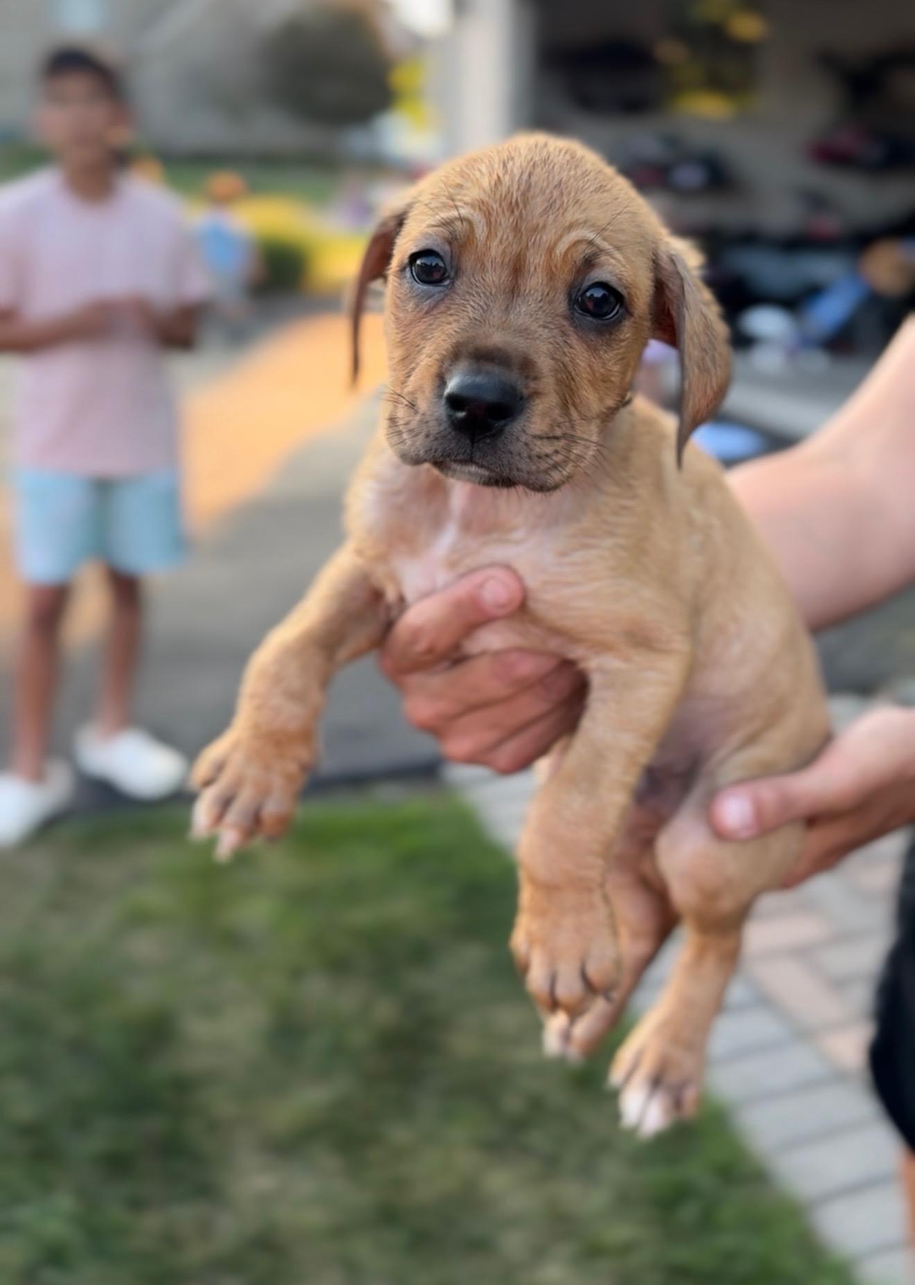 Hercules, Baby Male unknown