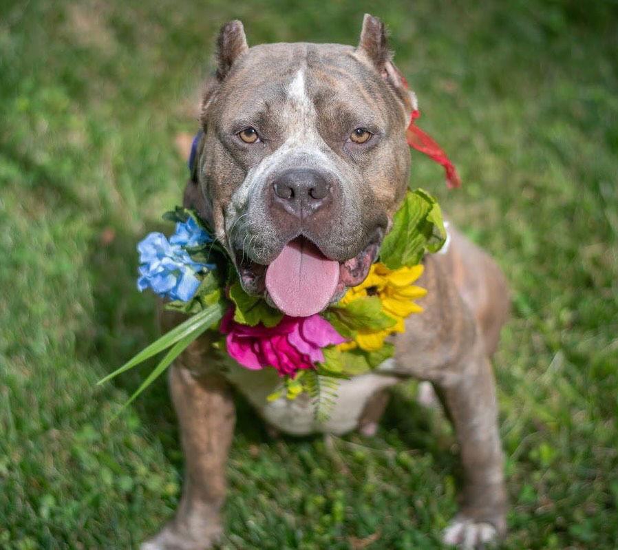 Envy, Adopted, Adult Female Pit Bull Terrier.