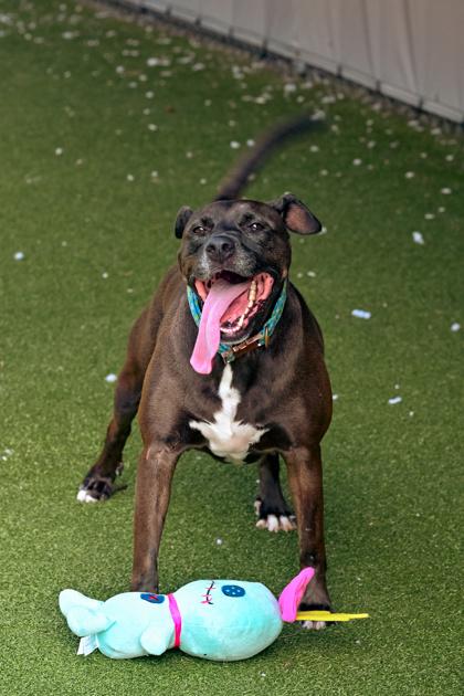 Enlarge Titan, a Adoptable mixed breed in Fishers, IN image 1/3