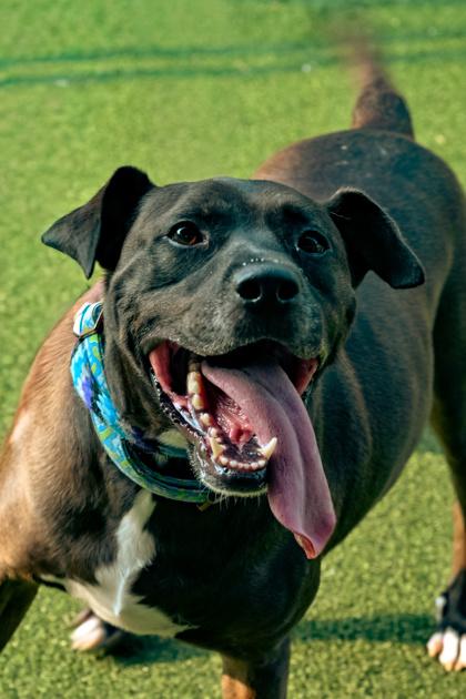 Enlarge Titan, a Adoptable mixed breed in Fishers, IN image 2/3