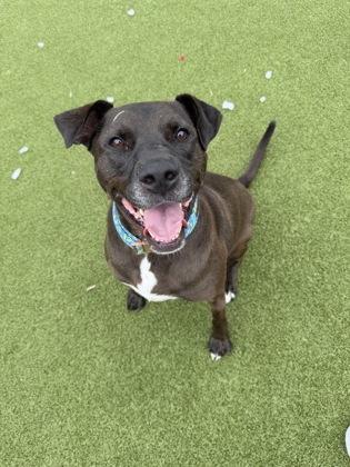 Titan, Adoptable, Young Male Labrador Retriever & Pit Bull Terrier.