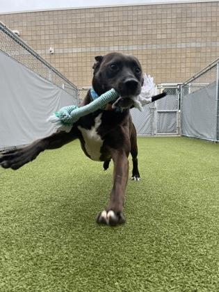 Titan, a Adoptable mixed breed in Fishers, IN image 2/3