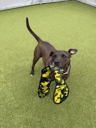 Enlarge Titan, a Adoptable mixed breed in Fishers, IN image 2/3