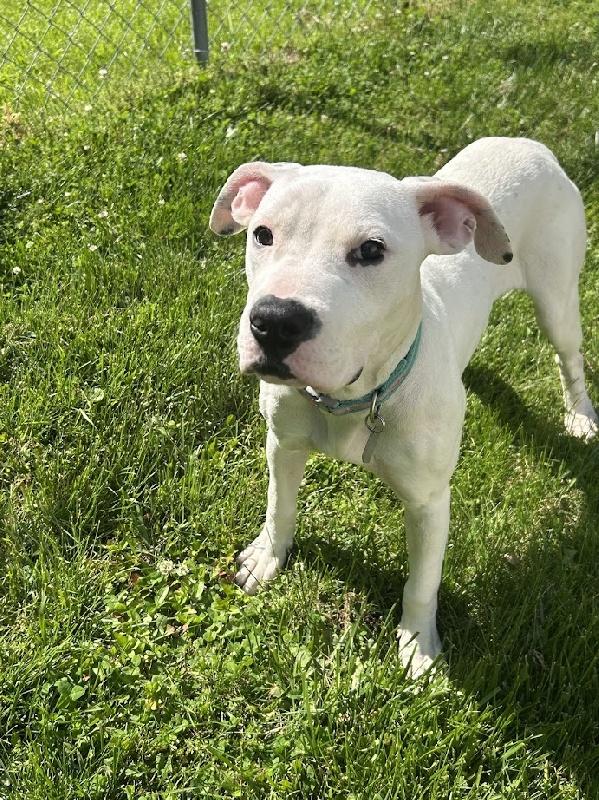 Izzy, an adopted mixed breed in Aurora, IL image 2/2