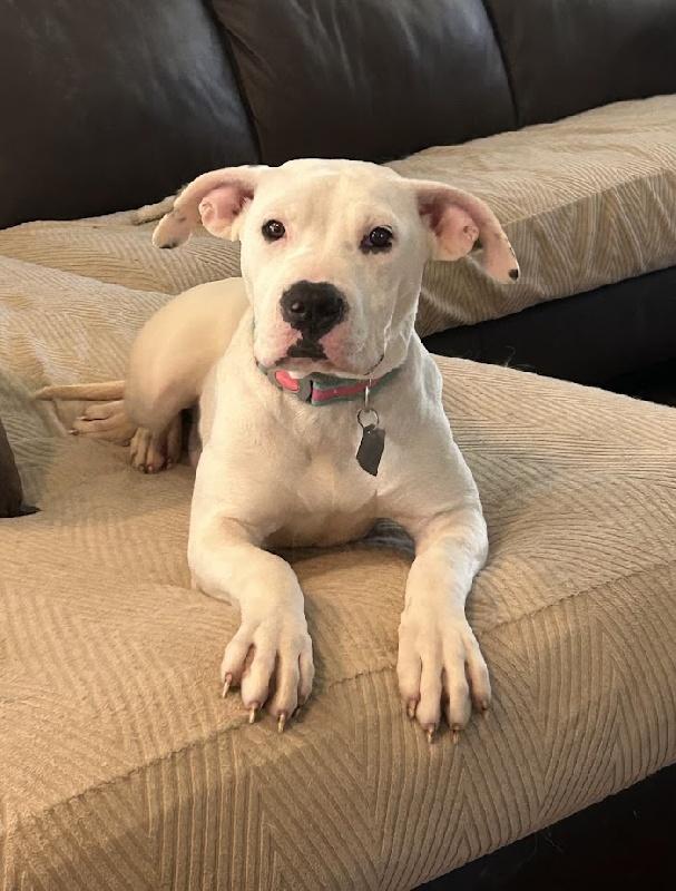 Izzy, adopted, Young Female Boxer.