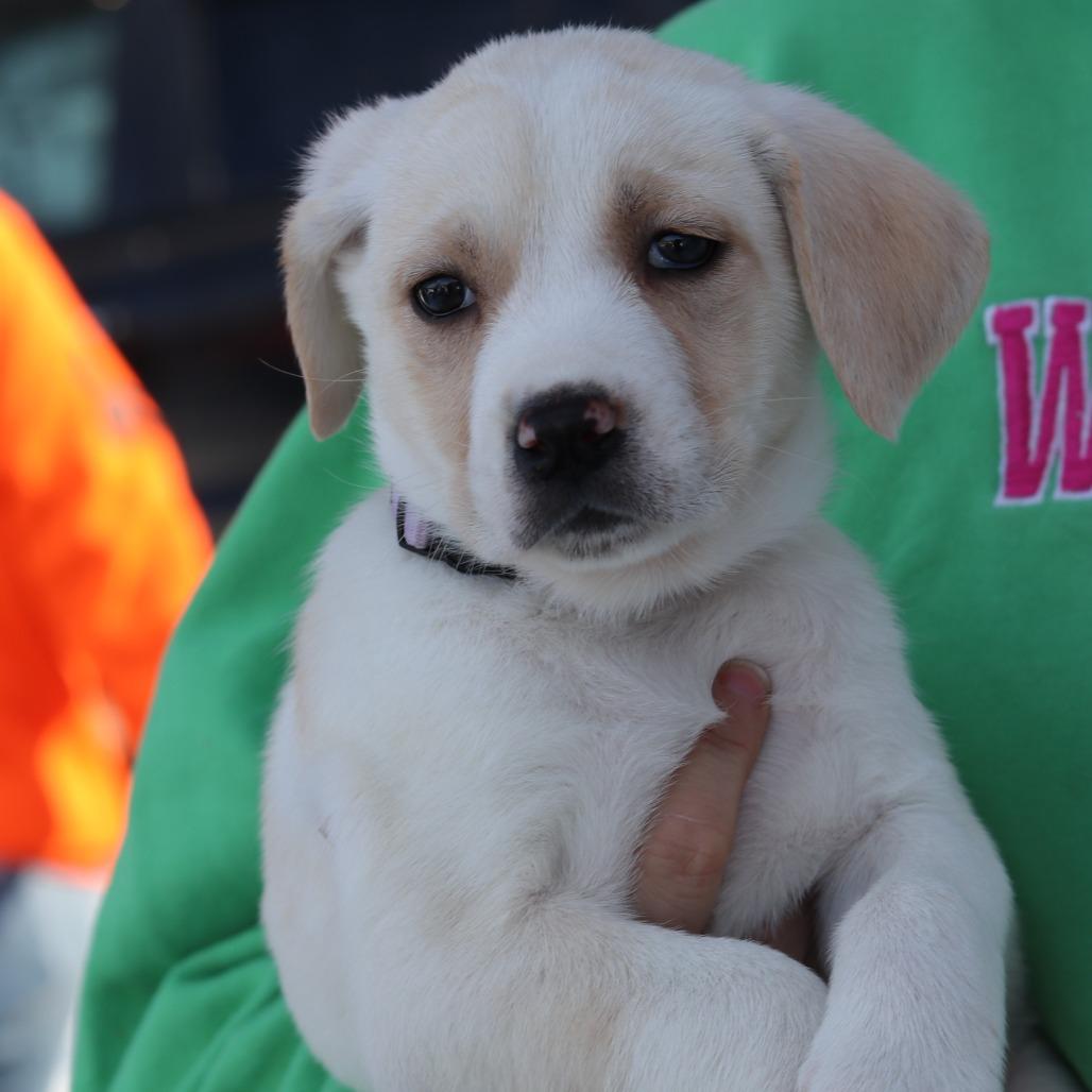 Enlarge CT Natalia, a Adoptable mixed breed in Stormville, NY image 2/2