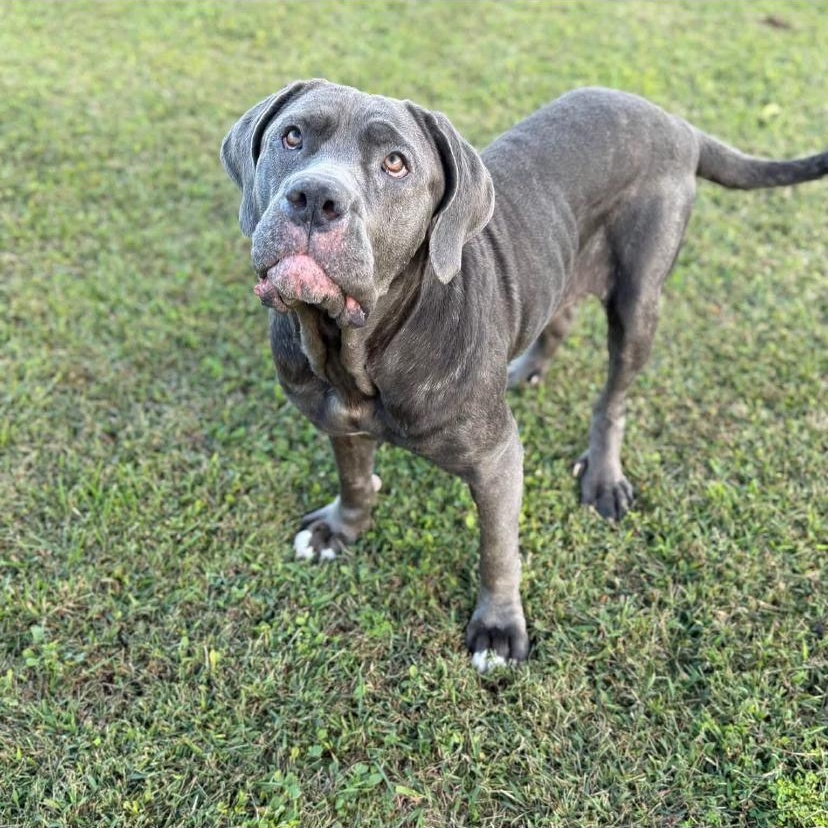 Enlarge Minnie, a Adopted Mastiff in Philadelphia, PA image 3/6