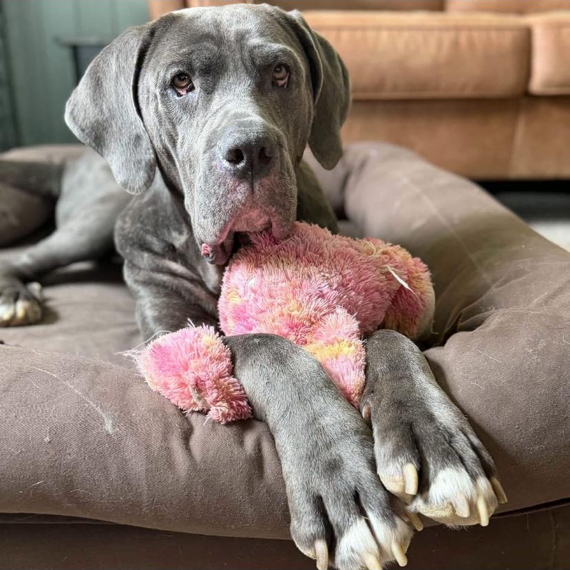 Enlarge Minnie, a Adopted Mastiff in Philadelphia, PA image 5/6