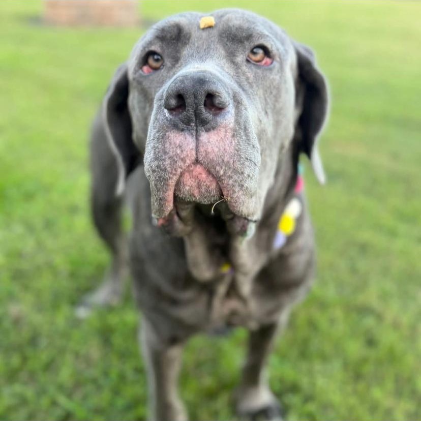 Enlarge Minnie, a Adopted Mastiff in Philadelphia, PA image 6/6