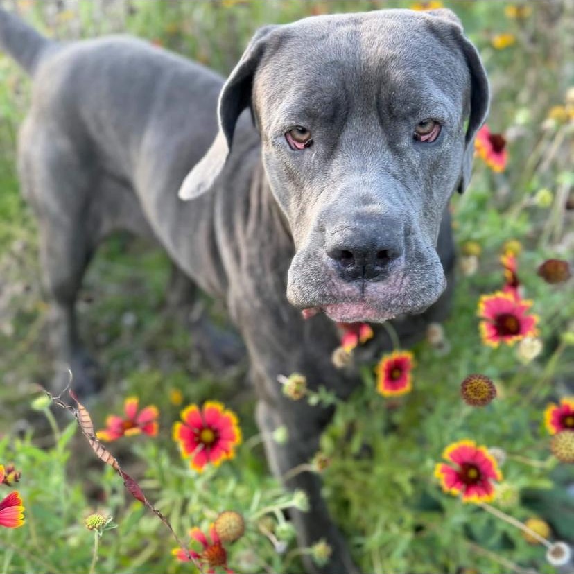 Enlarge Minnie, a Adopted Mastiff in Philadelphia, PA image 2/6