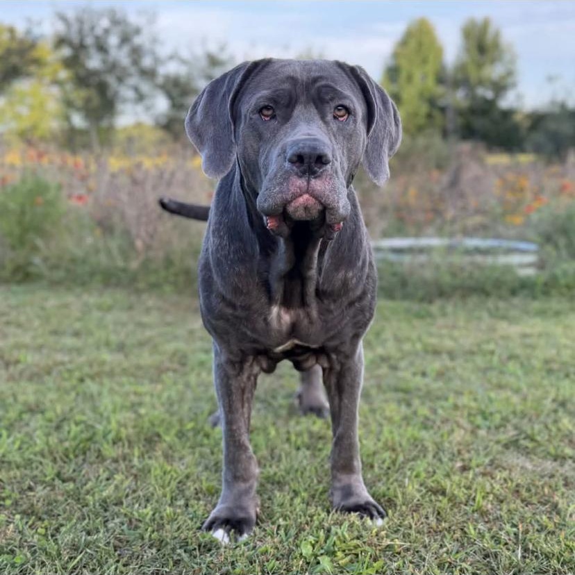 Enlarge Minnie, a Adopted Mastiff in Philadelphia, PA image 4/6