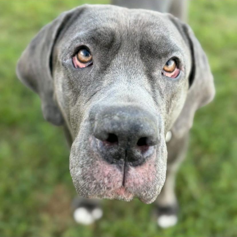 Minnie, Adoptable, Adult Female Mastiff.