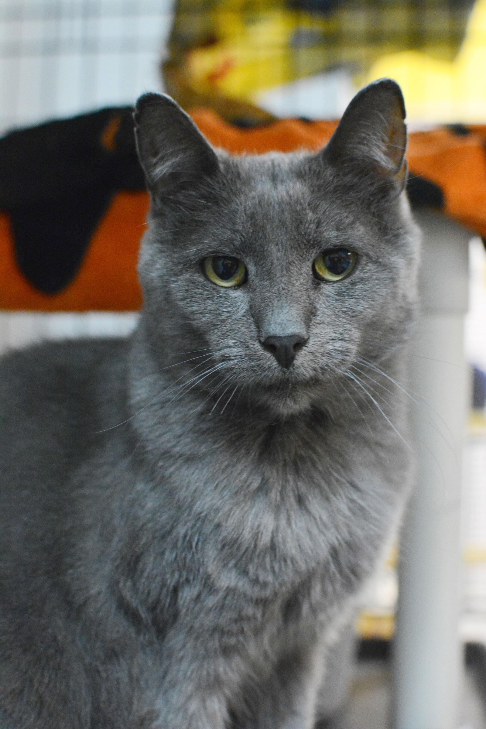 Rudolph — thumbnail 2